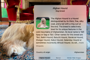 How to use plants, birds, and other object identifiers in Photos
